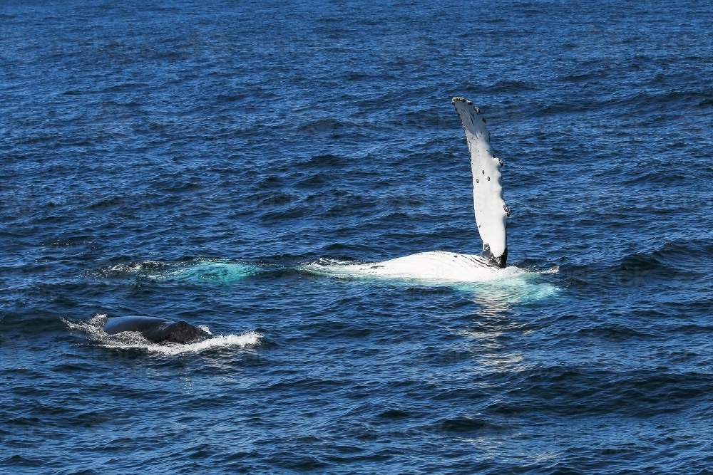 Humpback Whale (Megaptera novaeangliae) mother & calf - Australian Stock Image