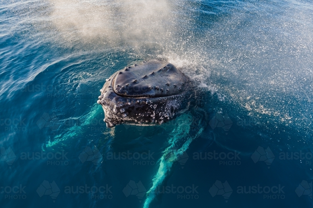Humpback whale mugging boat in a glassy ocean - Australian Stock Image