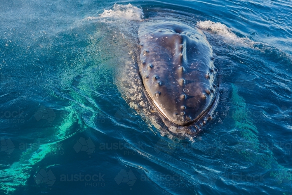 Humpback whale mugging boat in a glassy ocean - Australian Stock Image