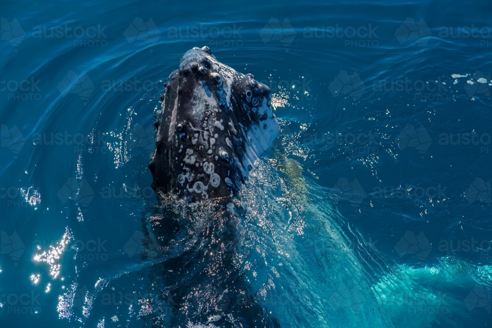 Humpback whale mugging boat in glassy water - Australian Stock Image