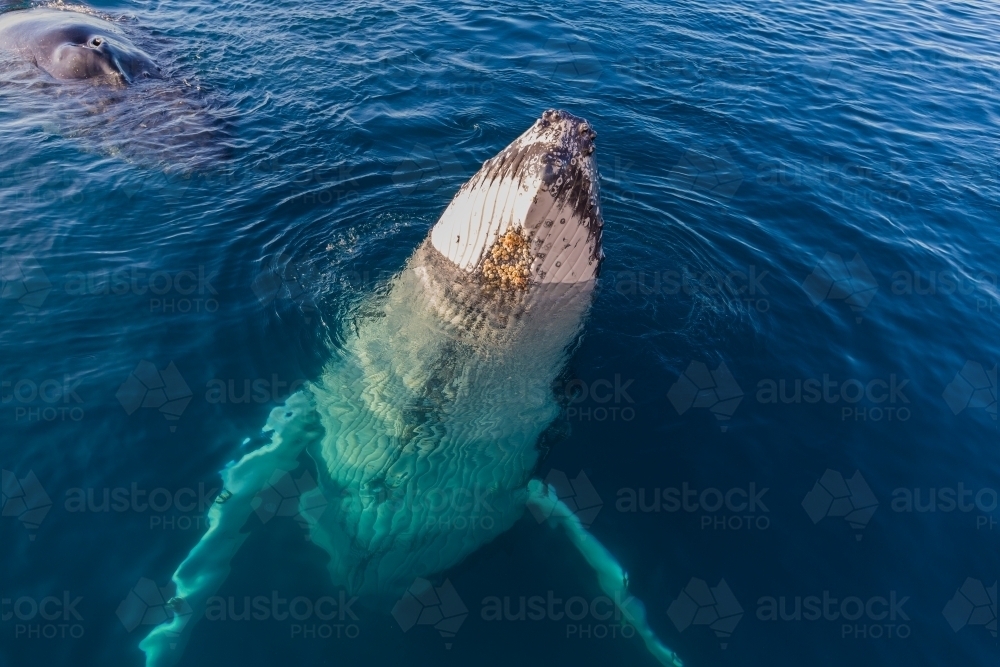 Humpback whale mugging boat in glassy water - Australian Stock Image