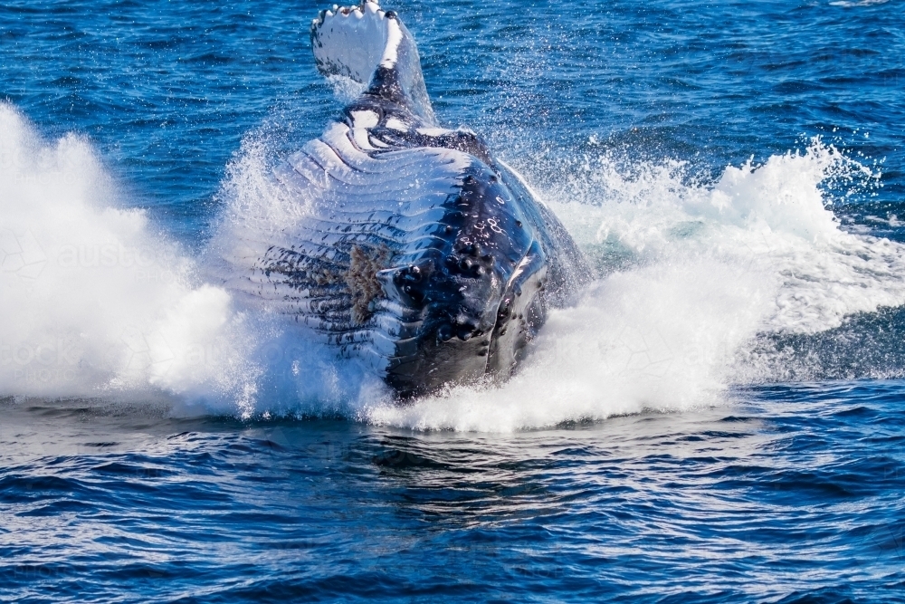 Humpback Whale Splash - Australian Stock Image