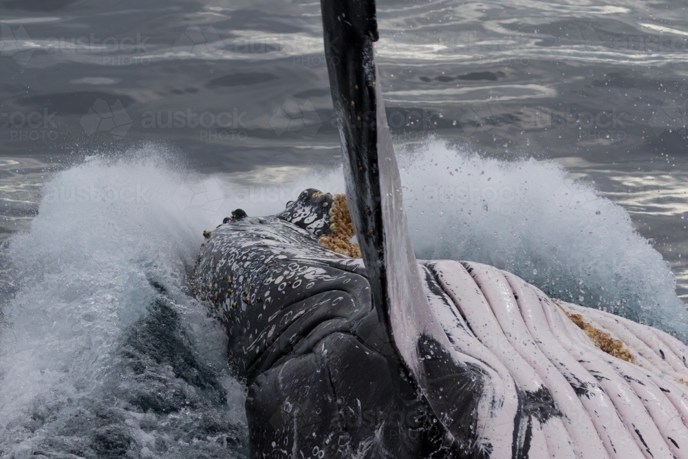 Humpback Whale Splash - Australian Stock Image