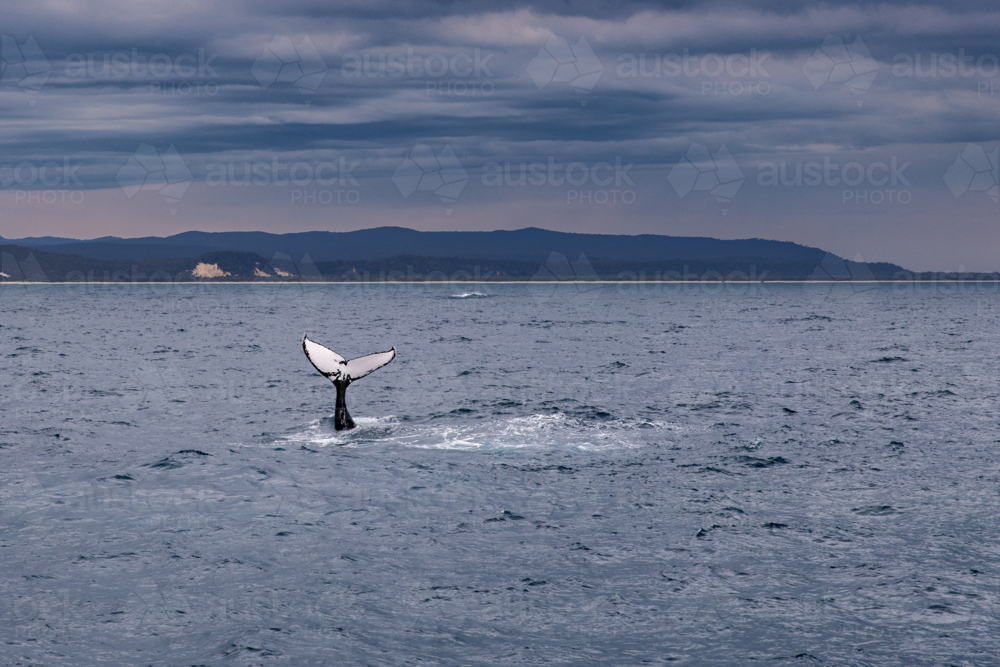humpback whale tail fluke in Moreton Bay on a cloudy day - Australian Stock Image