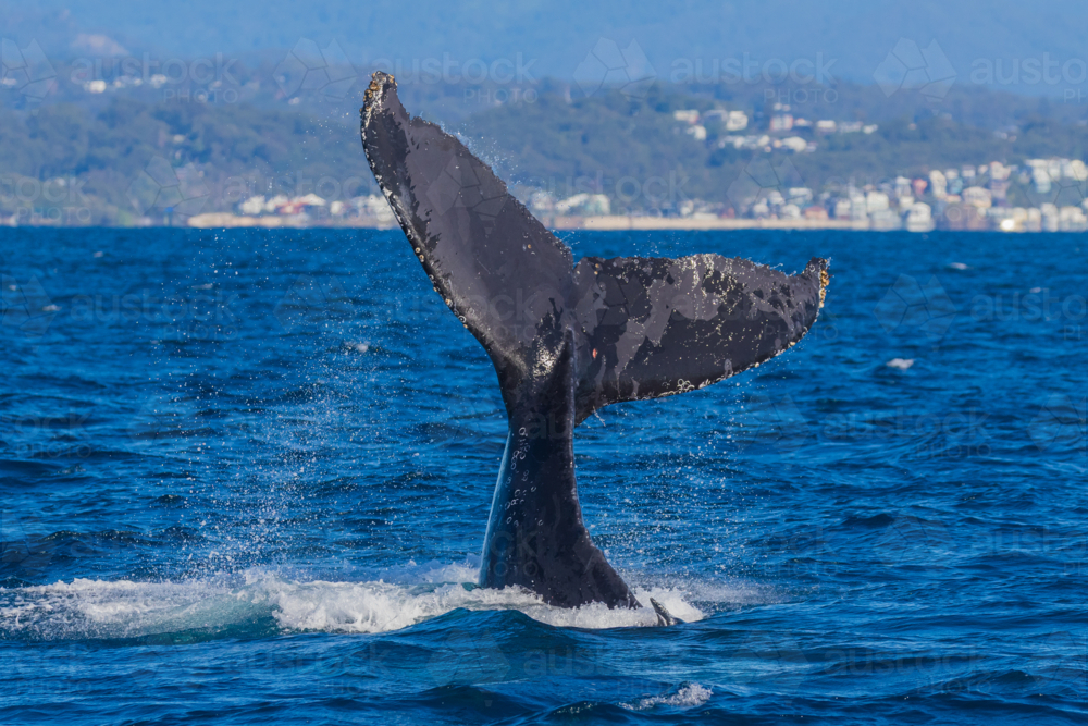 Humpback Whale Tail Slapping - Australian Stock Image