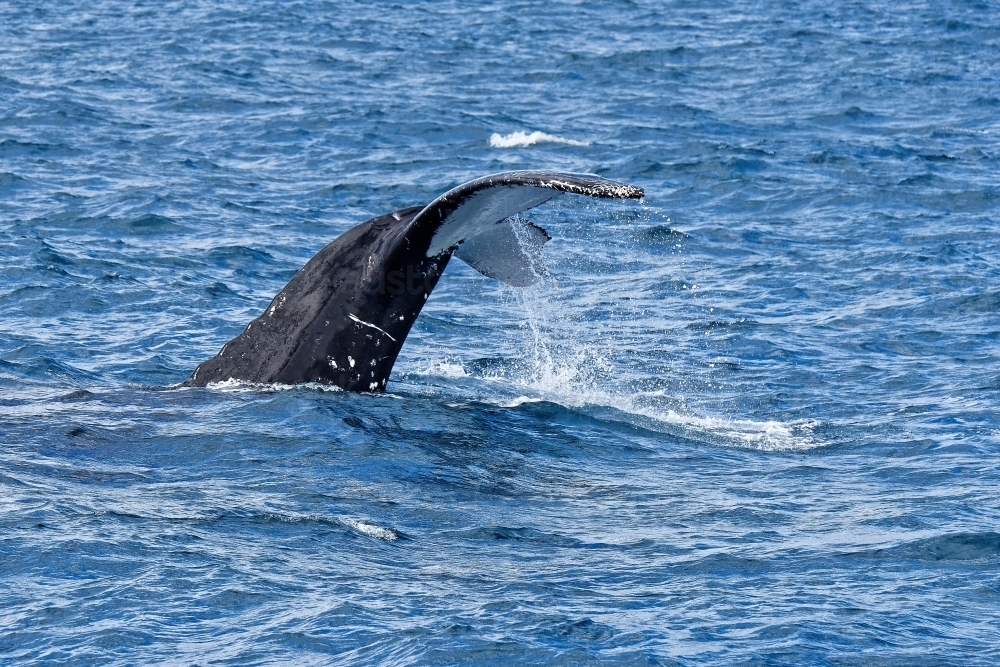 Humpback whale tail slapping water (Megaptera novaeangliae), Hervey Bay - Australian Stock Image
