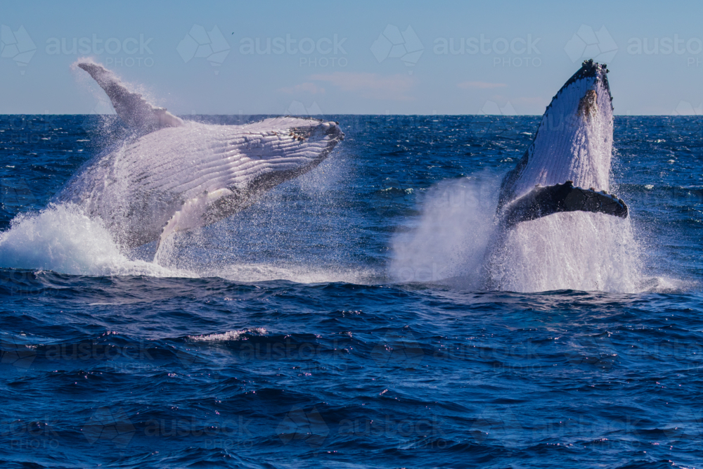 Humpback Whales Double Breach - Australian Stock Image