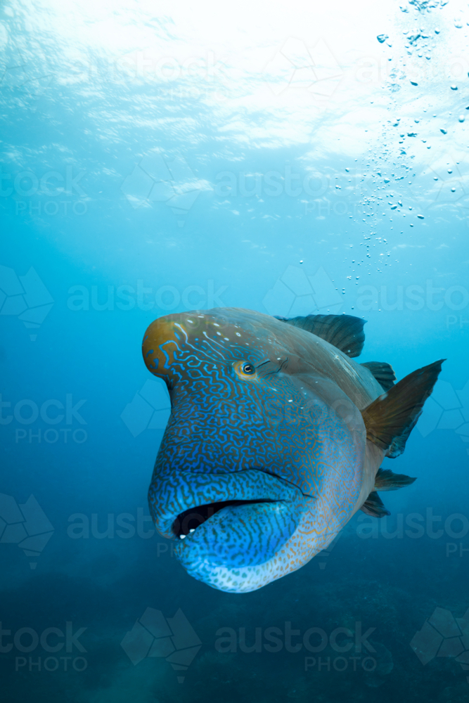 Humphead maori wrasse swimming on the Great Barrier Reef - Australian Stock Image
