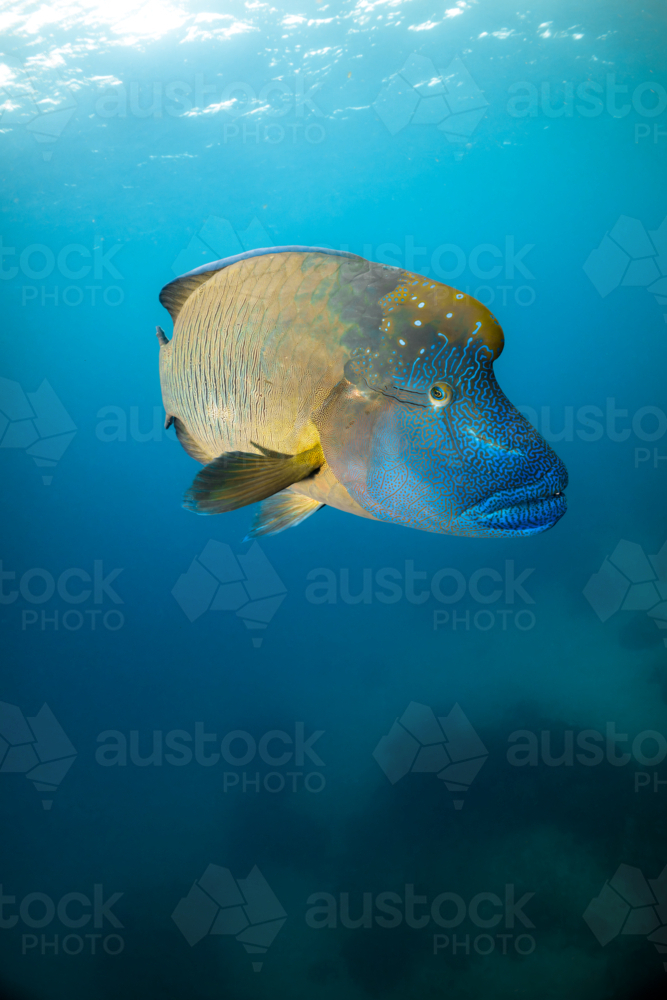 Humphead maori wrasse swimming on the Great Barrier Reef - Australian Stock Image