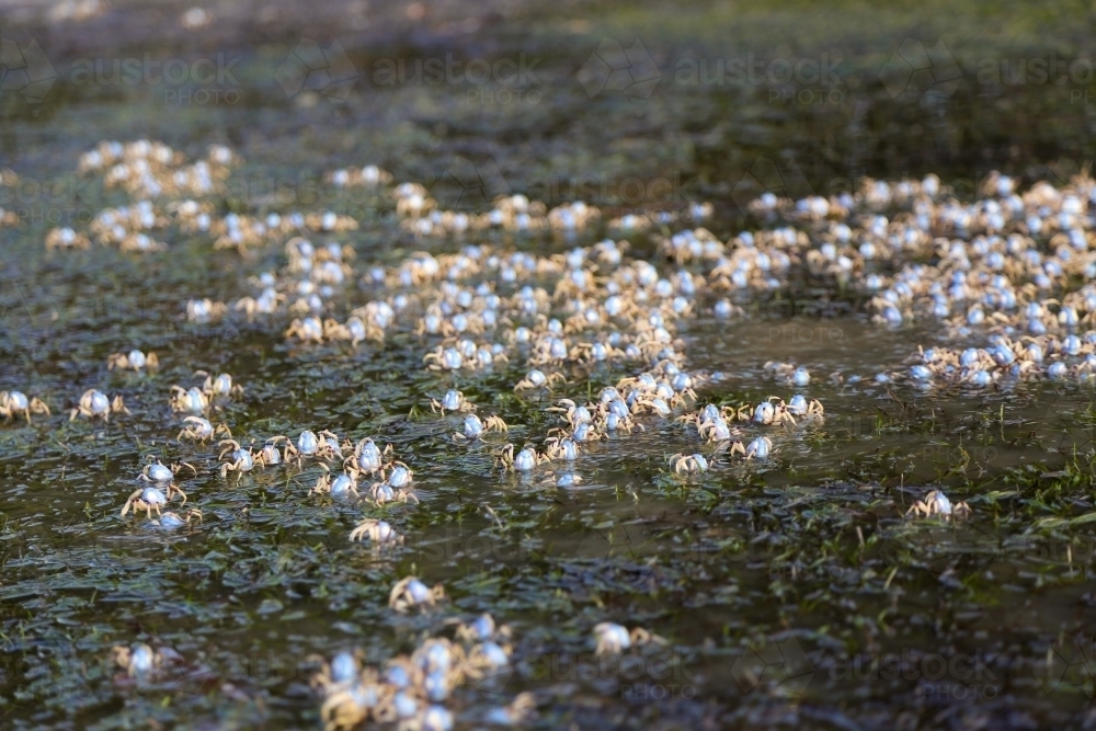 Hundreds of crabs in the shallow waters at the beach - Australian Stock Image