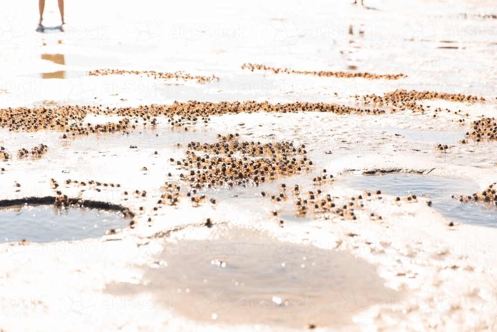 hundreds of soldier crabs on Moreton Bay - Australian Stock Image