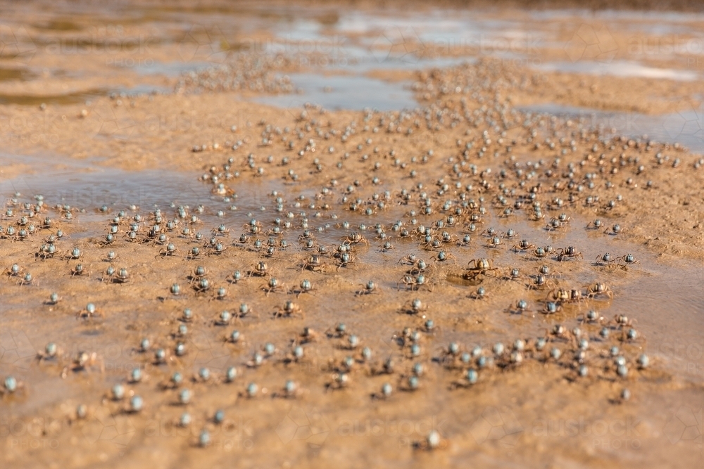 hundreds of soldier crabs on the march at low tide - Australian Stock Image