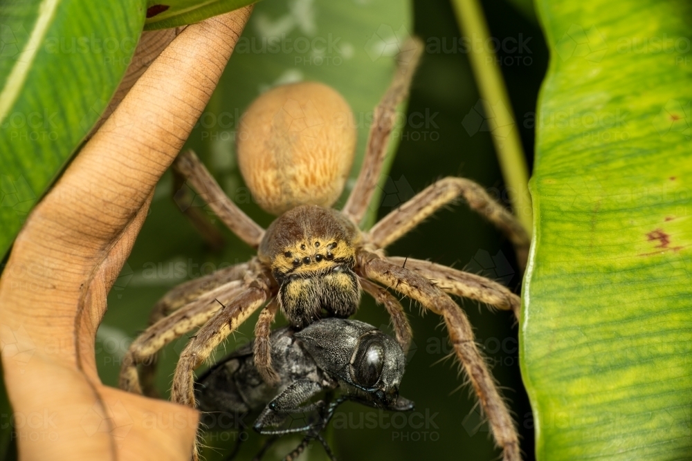 Huntsman spider eating a beetle - Australian Stock Image