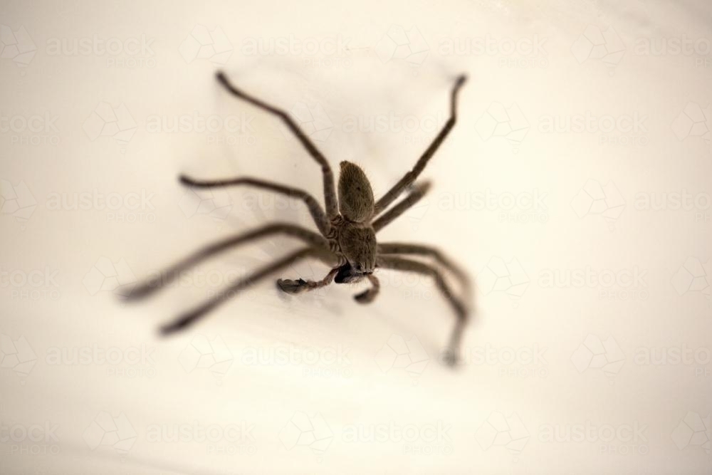 Huntsman spider close-up on wall - Australian Stock Image