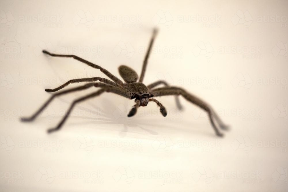 Huntsman spider close-up walking on wall - Australian Stock Image