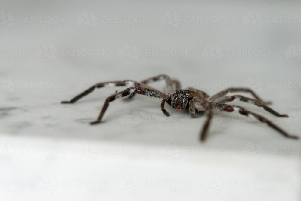 huntsman spider on a kitchen benchtop - Australian Stock Image