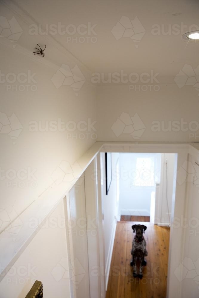 Huntsman spider on wall with dog watching - Australian Stock Image