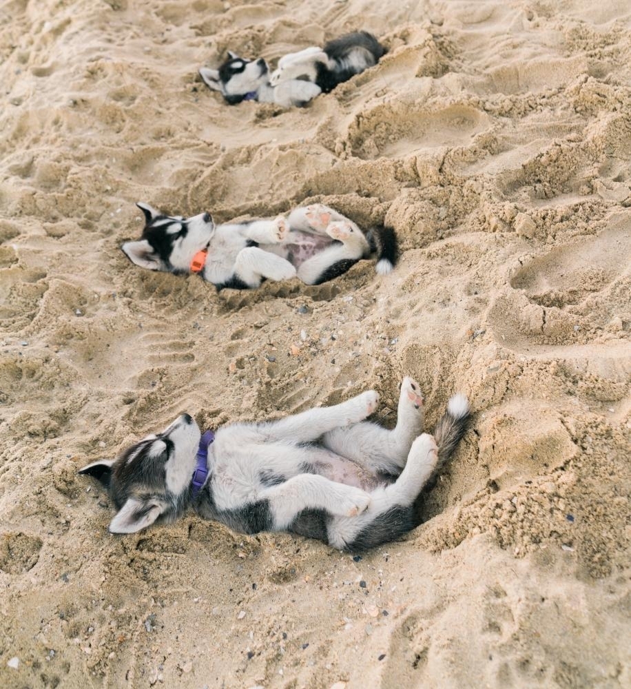 Husky Puppies Lying in the Sand on their Backs - Australian Stock Image