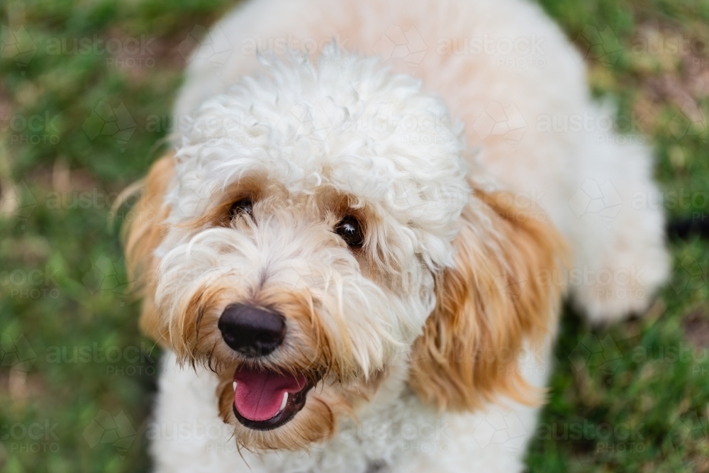 hypoallergenic pet tamaruke dog looking up lying on green lawn - Australian Stock Image