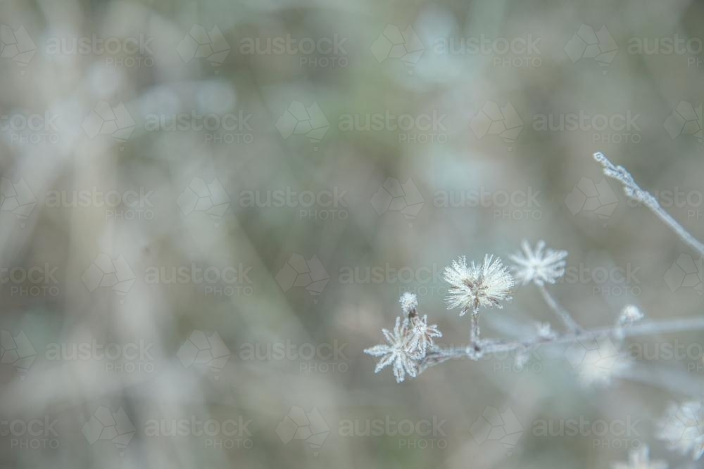 Ice crystals on a plant - Australian Stock Image