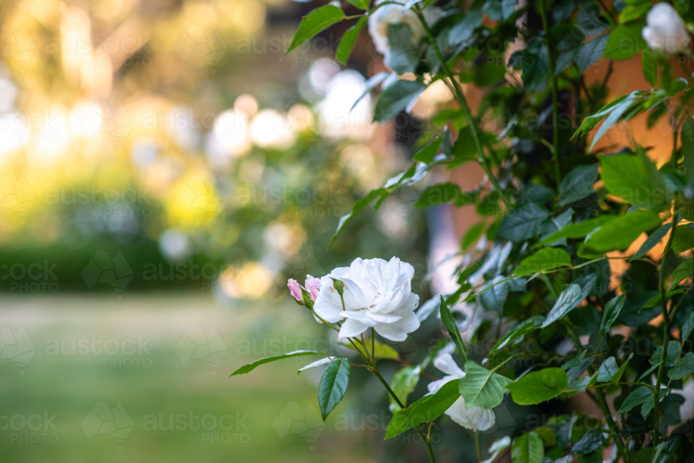 iceberg roses, white - Australian Stock Image