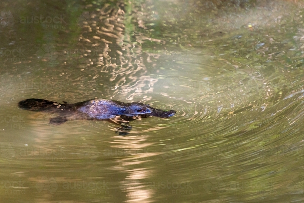Iconic wild platypus in creek with rings and light playing across the surface of the water. - Australian Stock Image