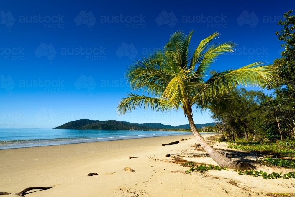 Idyllic tropical beach with palm tree, sand, blue sky and blue sea - Australian Stock Image