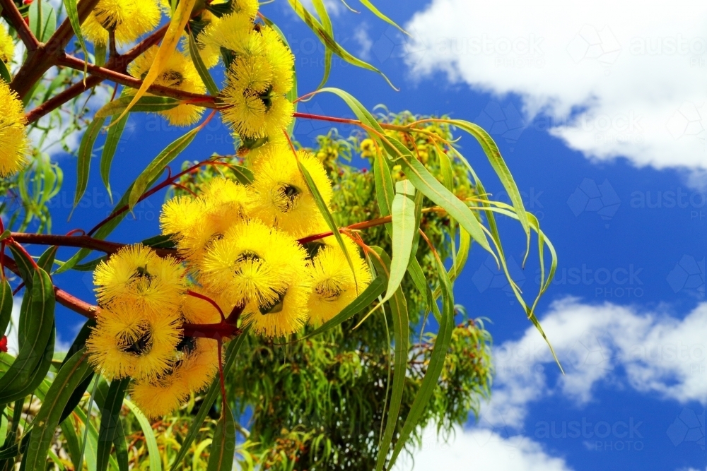 Illyarrie or Red-capped gum displaying yellow flowers - Australian Stock Image
