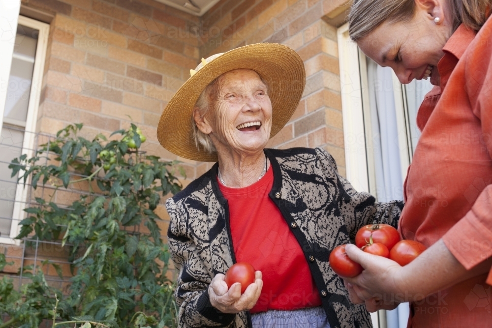 Laughing elderly lady picking tomatos from the garden with carer at an aged care facility - Australian Stock Image