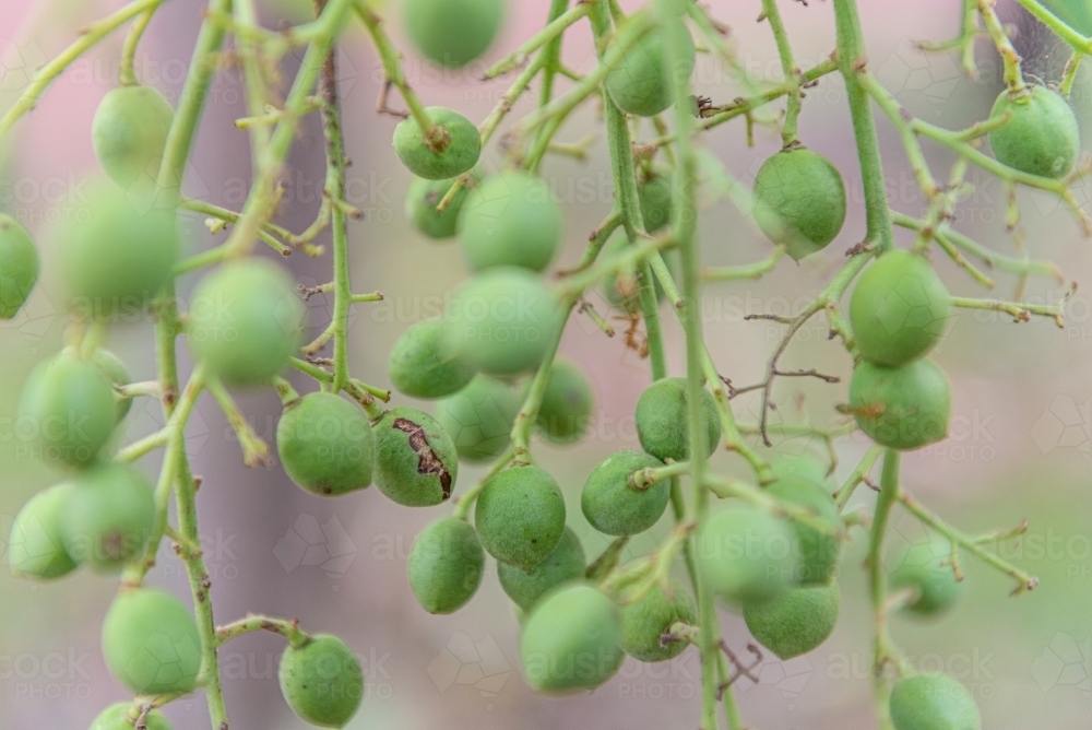Immature Kakadu Plums - Australian Stock Image