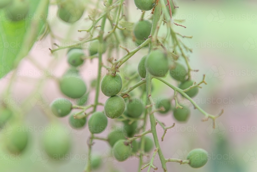 Immature Kakadu Plums - Australian Stock Image