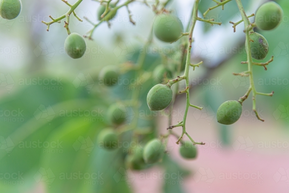 Immature Kakadu Plums - Australian Stock Image