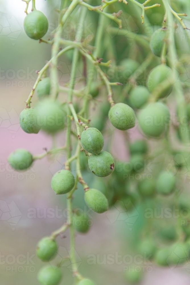 Immature Kakadu Plums - Australian Stock Image