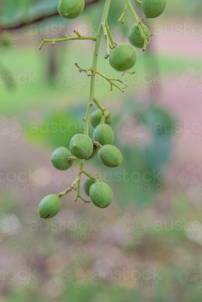 Immature Kakadu Plums - Australian Stock Image