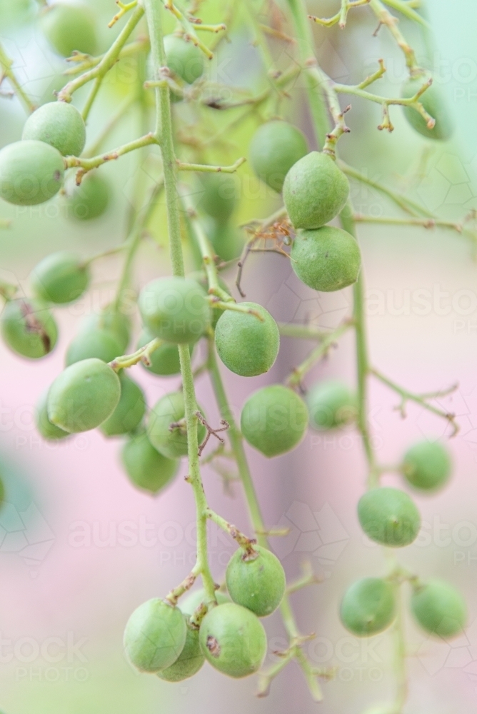 Immature Kakadu Plums - Australian Stock Image