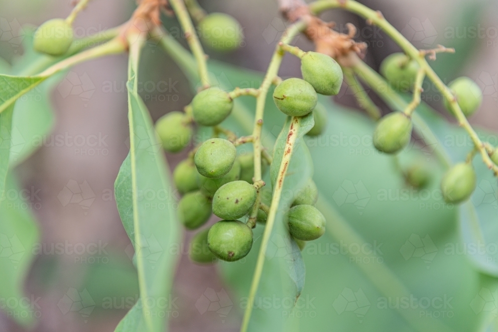 Immature Kakadu Plums - Australian Stock Image