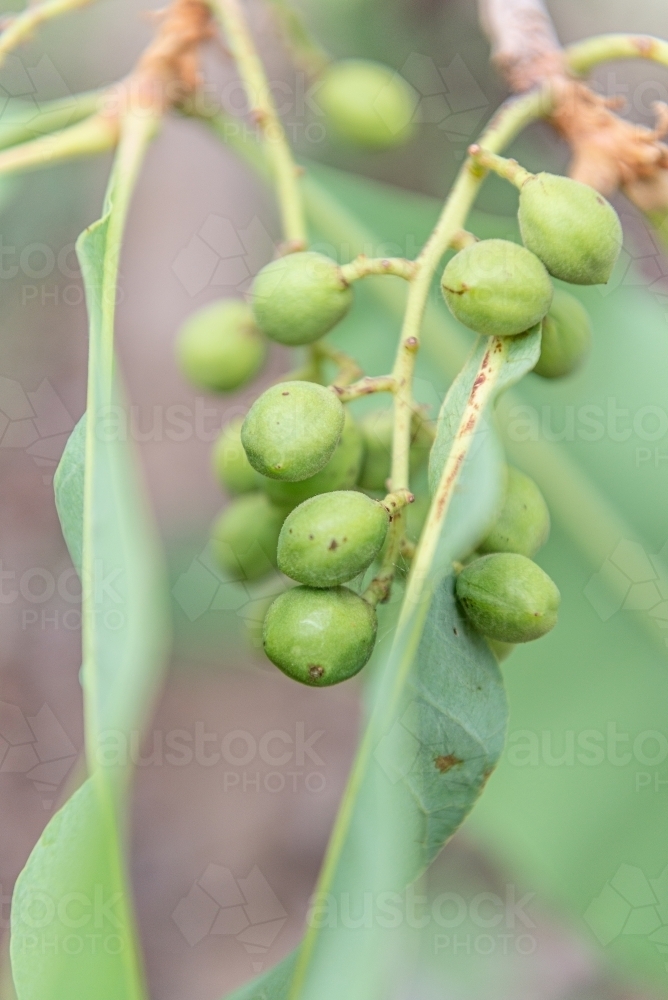 Immature Kakadu Plums - Australian Stock Image