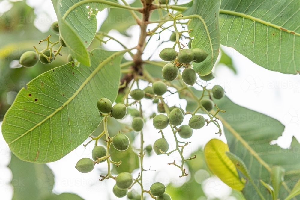 Immature Kakadu Plums - Australian Stock Image