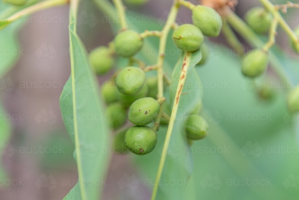 Immature Kakadu Plums - Australian Stock Image