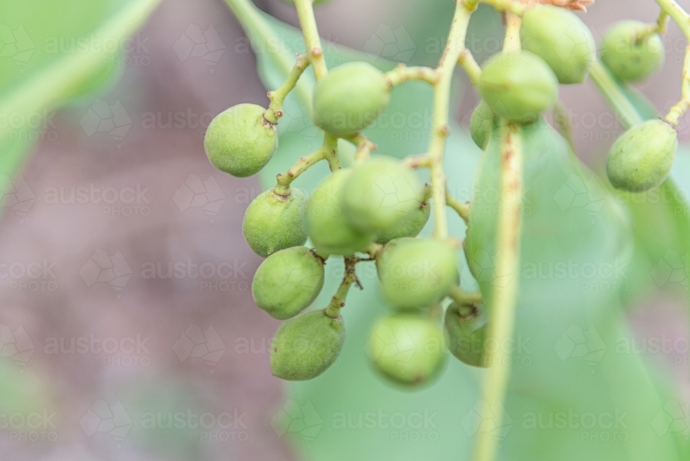 Immature Kakadu Plums - Australian Stock Image