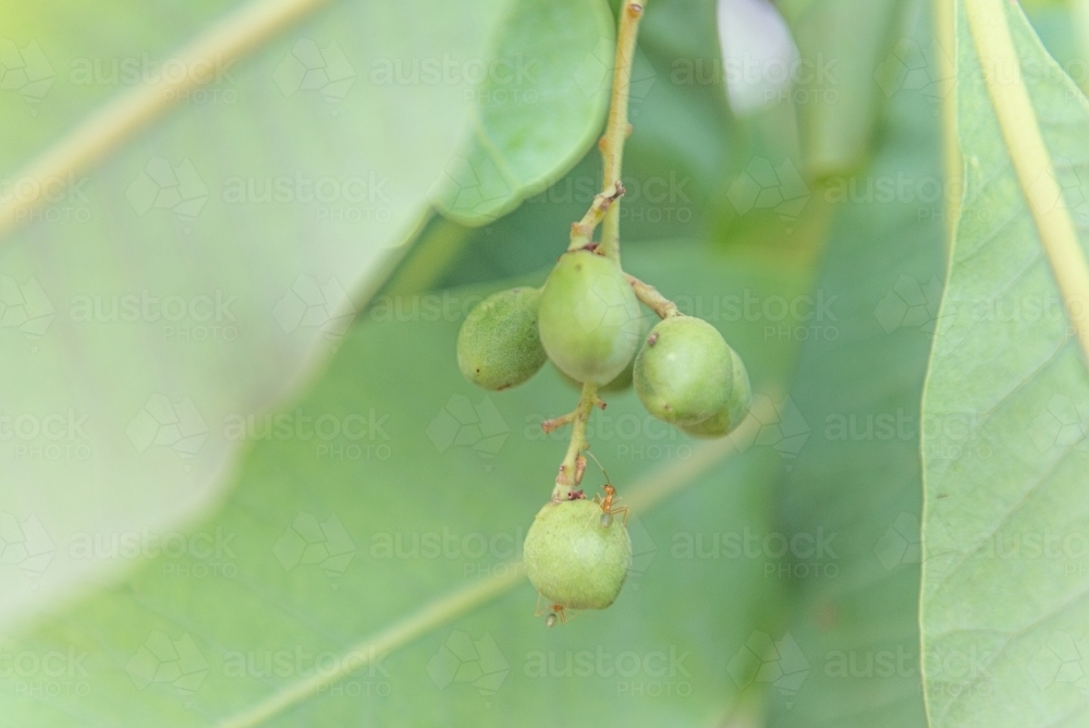 Immature Kakadu Plums - Australian Stock Image
