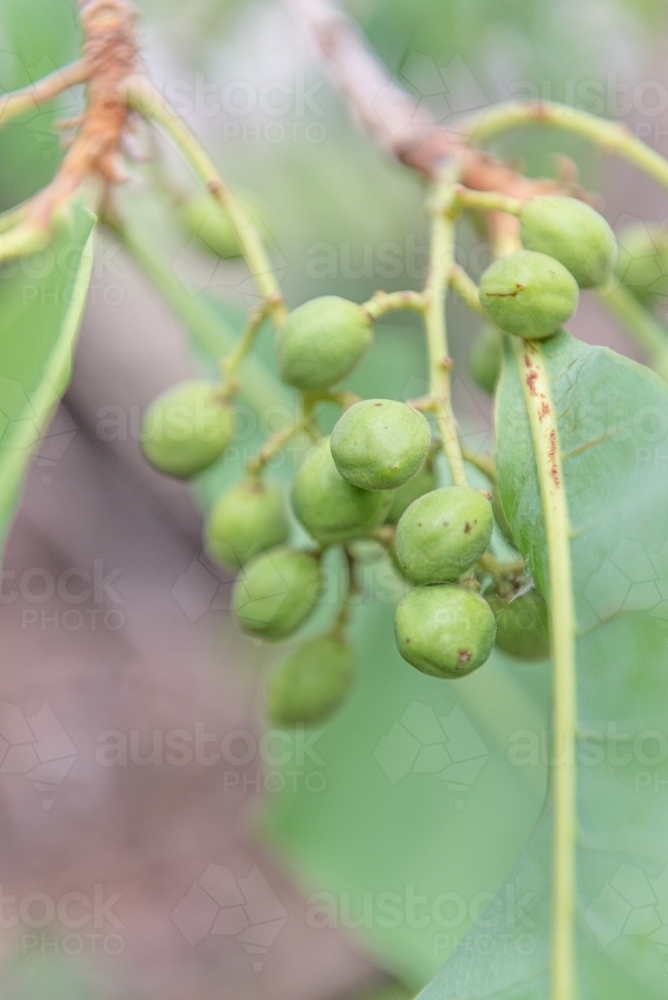 Immature Kakadu Plums - Australian Stock Image