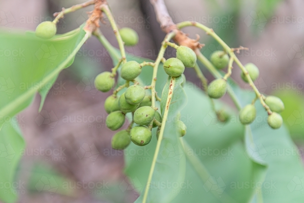 Immature Kakadu Plums - Australian Stock Image