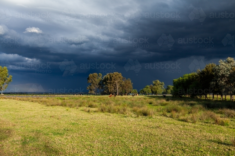 Incoming dark stormy rain clouds over sunlit rural farm paddock with distant cattle - Australian Stock Image