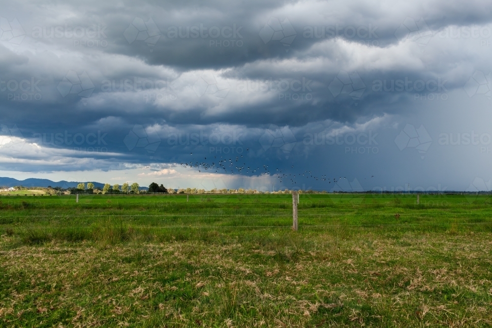 Incoming storm with distant rain on farmland and flock of birds flying away - Australian Stock Image
