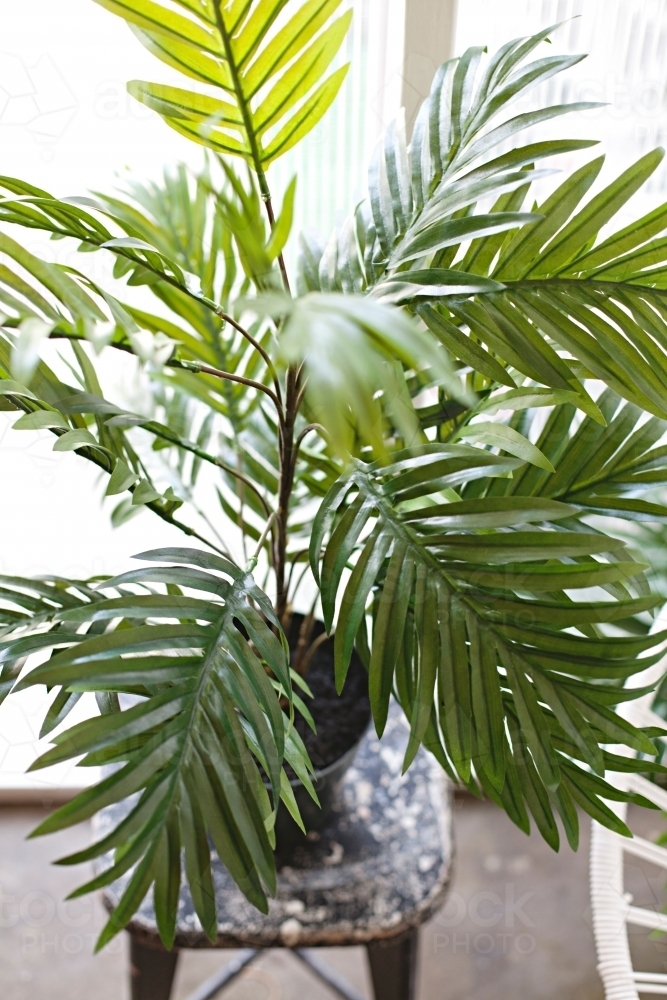 Indoor house plant in a pot on a stool chair - Australian Stock Image
