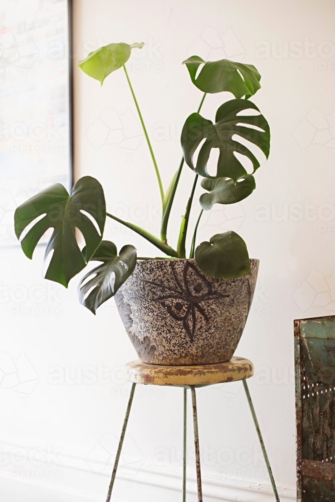 Indoor Monstera plant in retro pot - Australian Stock Image