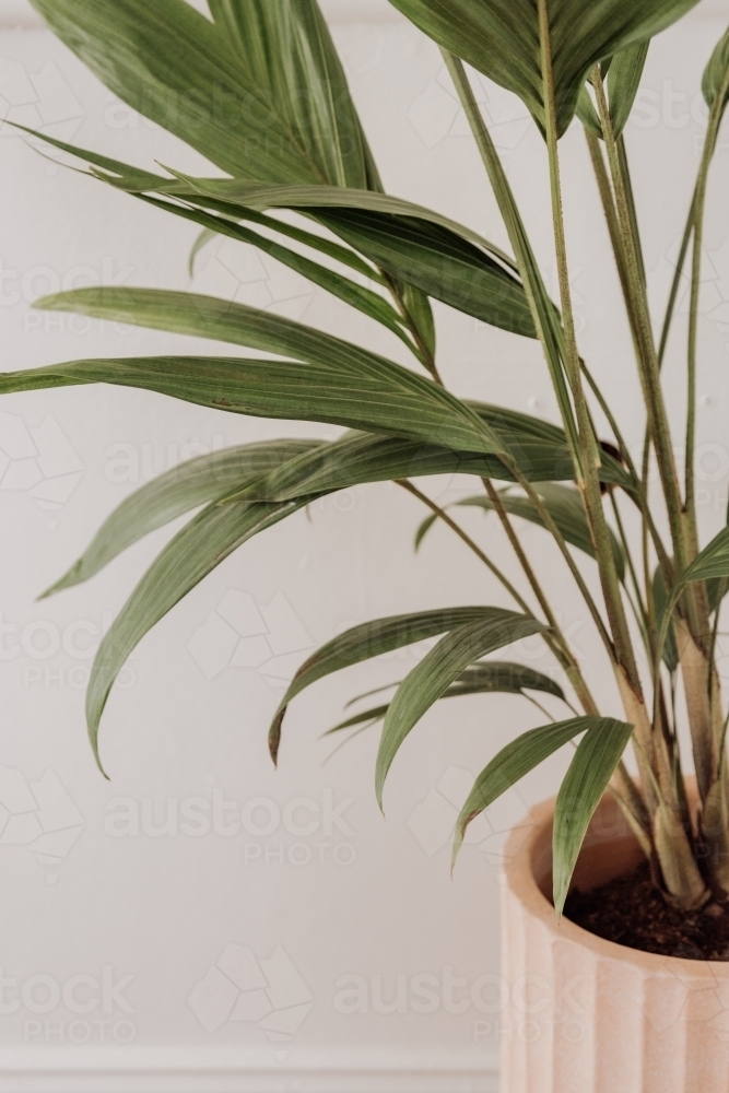 Indoor palm in pink pot - Australian Stock Image