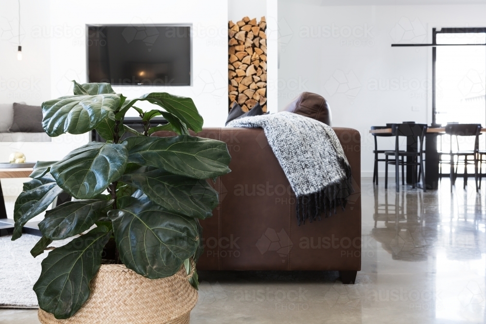 Indoor plant in contemporary living room horizontal - Australian Stock Image