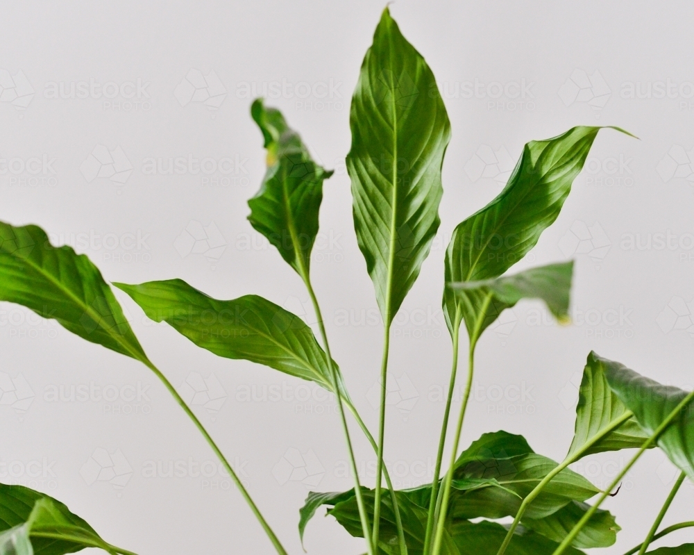Indoor plant leaves on display - Australian Stock Image